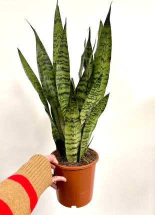 Sansevieria