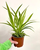 Chlorophyttum / Spider plant