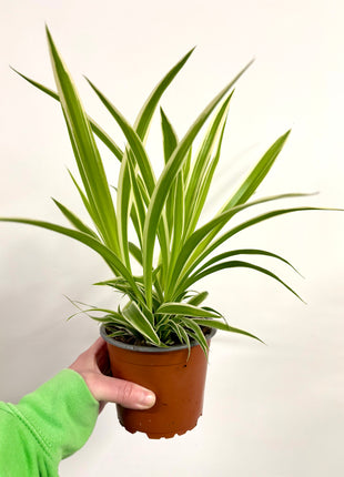 Chlorophyttum / Spider plant