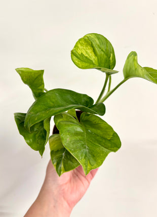 Epipremnum Lemon Joy