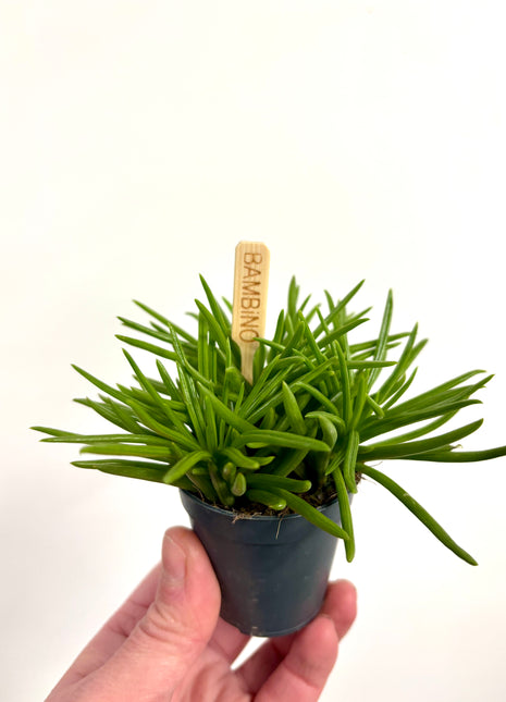 Mini Senecio Himalaya