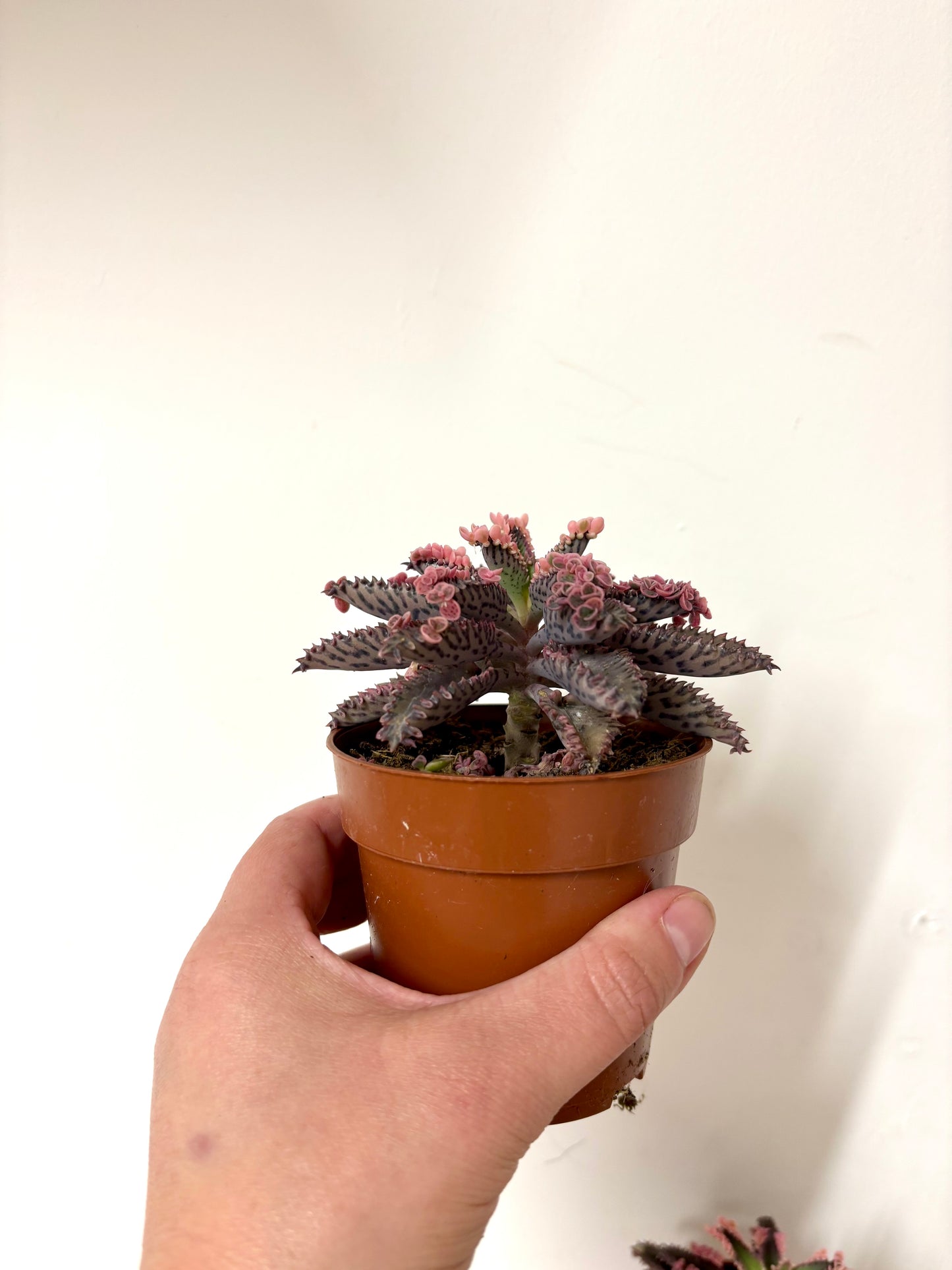 Kalanchoe Pink Butterfly