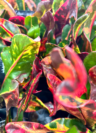 Croton / Codiaeum
