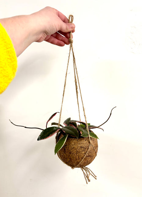Coconut planter Hoya - Kokodama