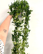 Cissus Striata