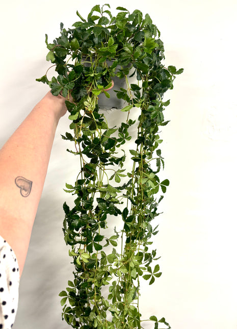 Cissus Striata