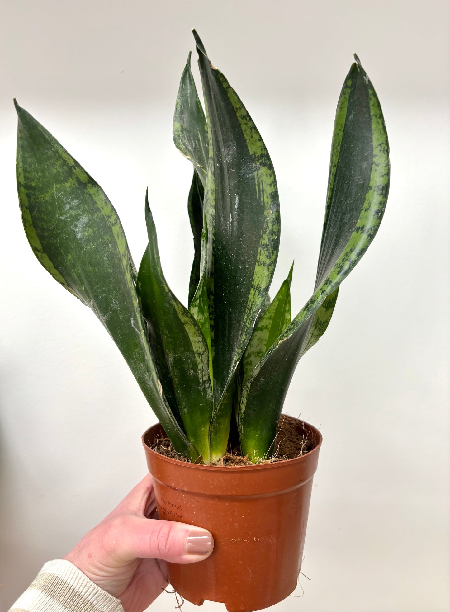 Sansevieria Whitney