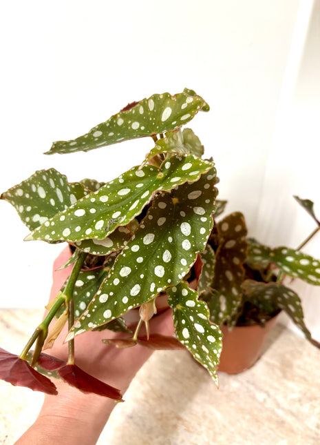 Begonia Maculata Silverspot