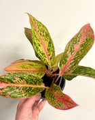 Aglaonema Prestige