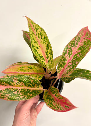Aglaonema Prestige