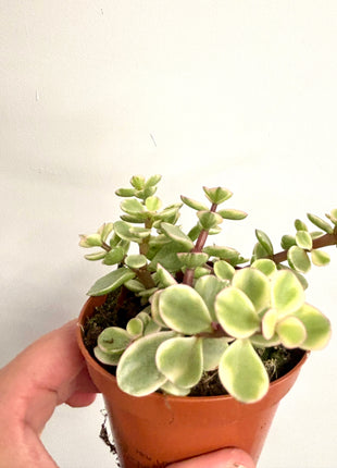 Portulacaria Afra Variegata