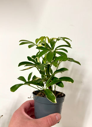Schefflera Arboricola Luseana