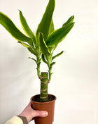 Dracaena Golden Coast