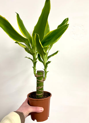 Dracaena Golden Coast