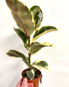 Ficus Tineke