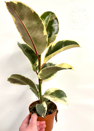 Ficus Tineke