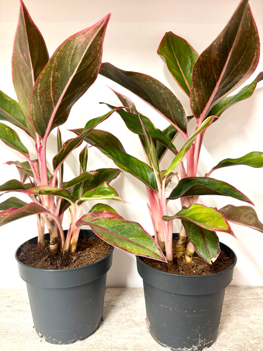 Aglaonema Jungle Red
