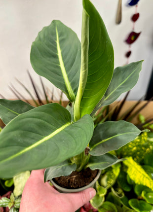 9cm mixed random plants