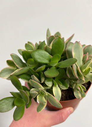 Crass moneymaker Variegata
