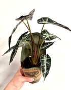 Alocasia Bambino Arrow