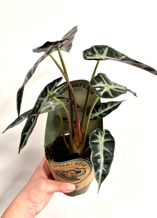 Alocasia Bambino Arrow