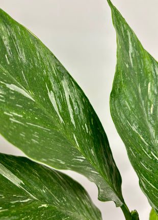 Spathiphyllum/ Peace Lily variegated