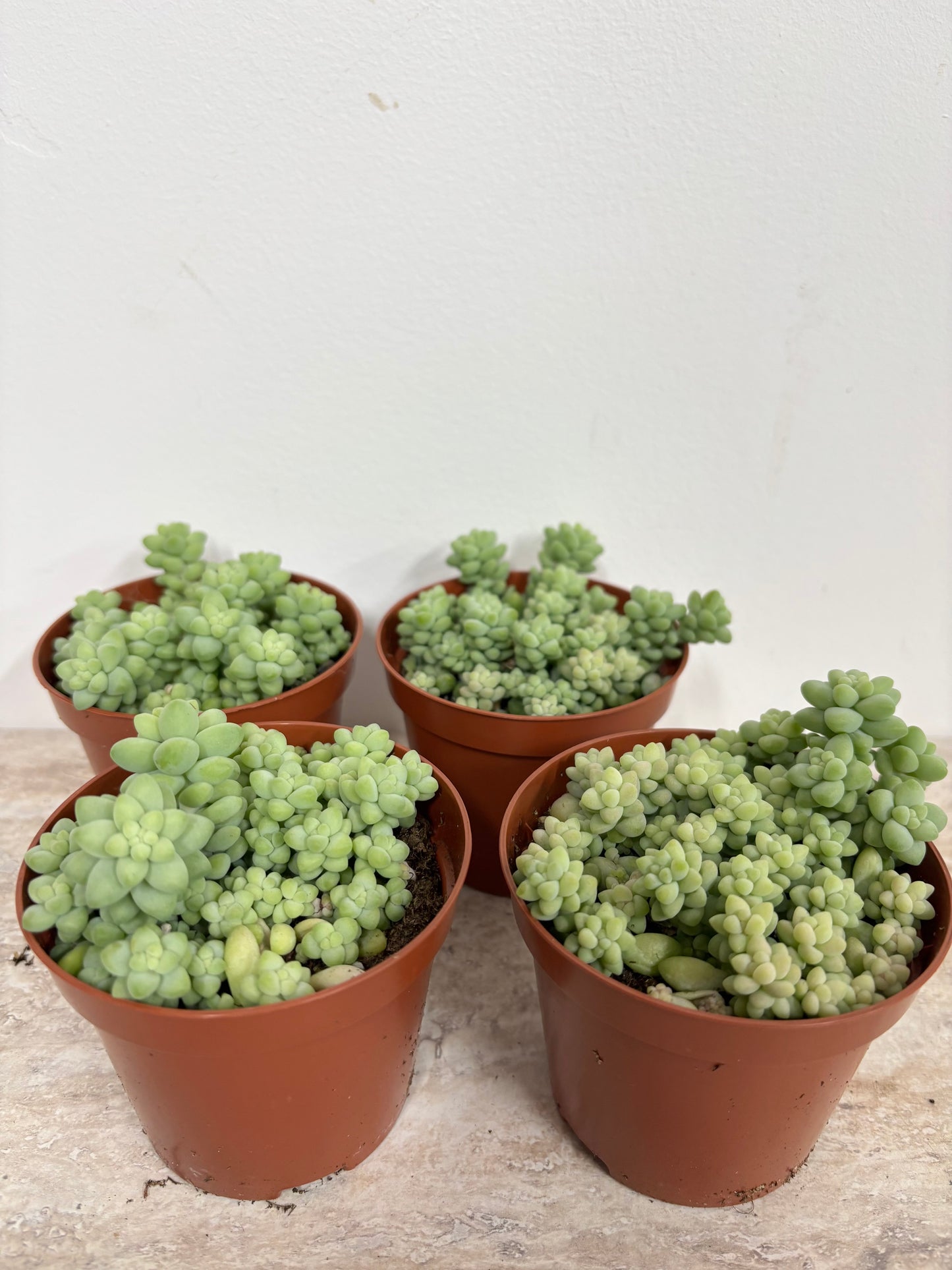 Sedum Burrito