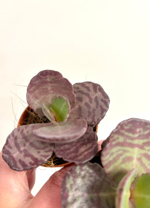Kalanchoe Zebra