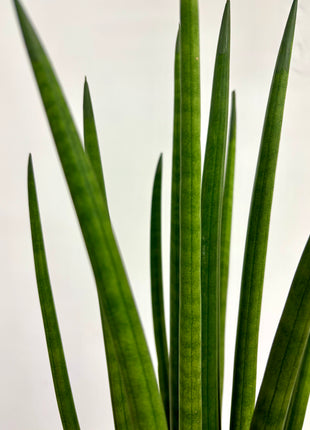 Sansevieria Mikado