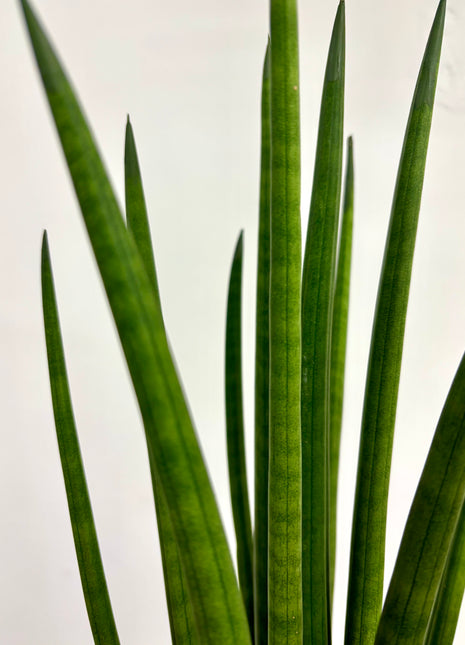 Sansevieria Mikado