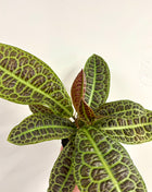 Lubisia Obtusifolia Kura Kura / Turtle back