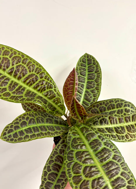 Lubisia Obtusifolia Kura Kura / Turtle back