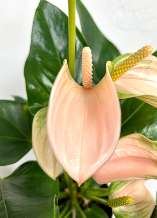 Anthurium Peach