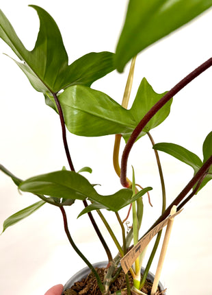 Philodendron Florida