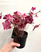 Faux Oxalis