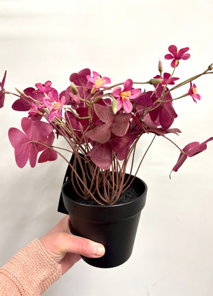 Faux Oxalis