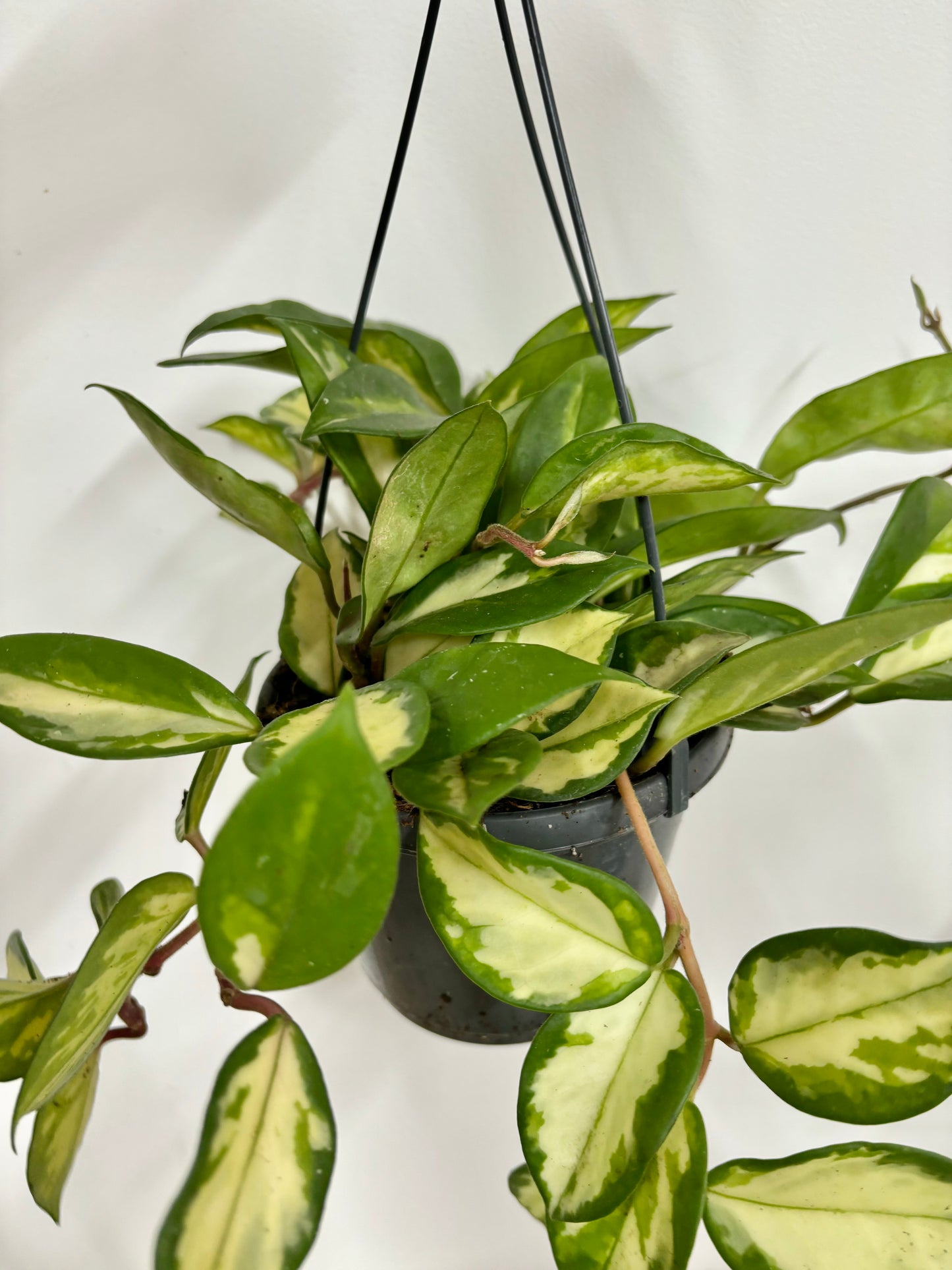 Hoya Tricolor