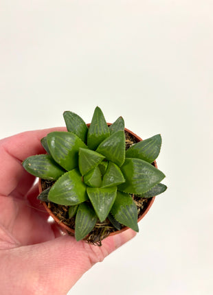 Haworthia/Aloe mix