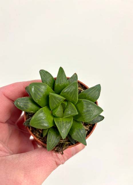 Haworthia/Aloe mix