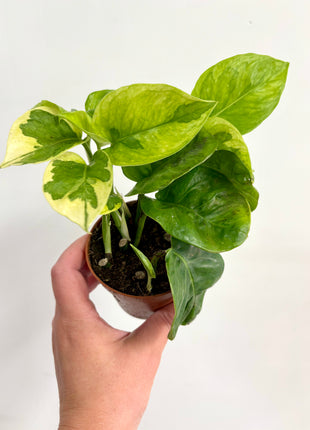 Epipremnum Lemon Joy