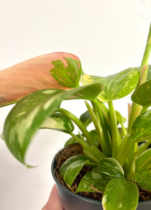 Philodendron Congo Variegata (possibly Green Congo Nuclear)