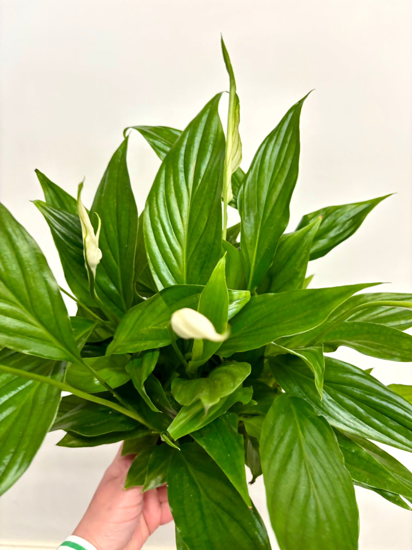 Spathiphyllum/ Peace Lily