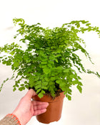 Adiantum Fragrans Fern