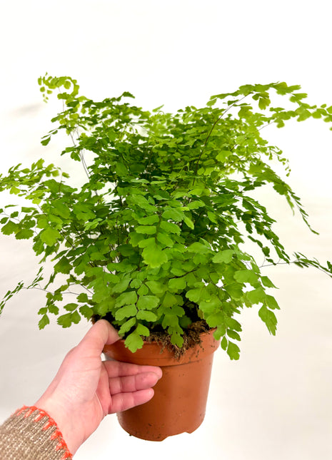 Adiantum Fragrans Fern