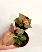 Syngonium Pink Perfection