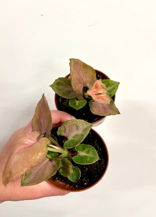 Syngonium Pink Perfection
