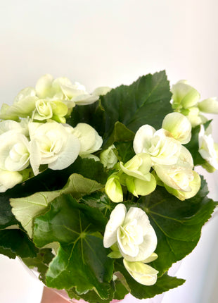 Begonia Du Gemend