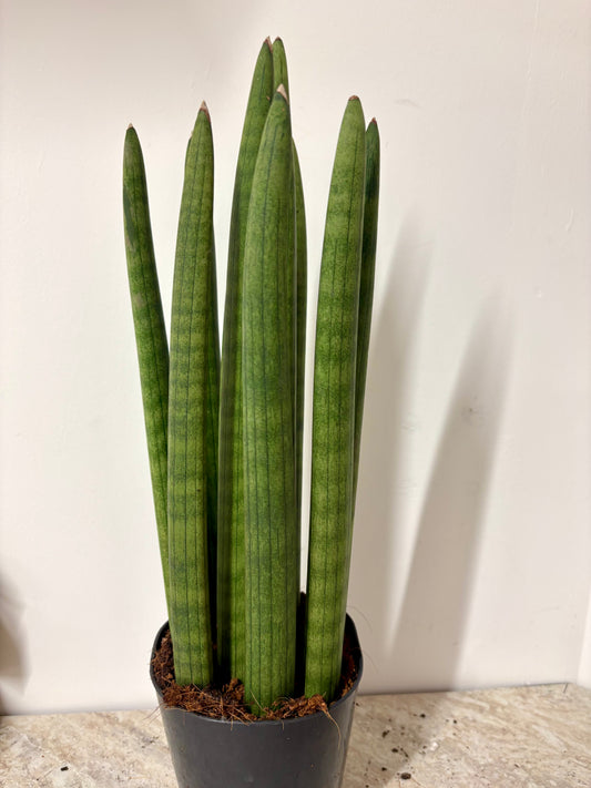 Sansevieria Cylindrical