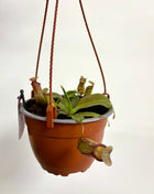Pitcher plant