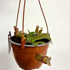 Collection image for: House Plants
